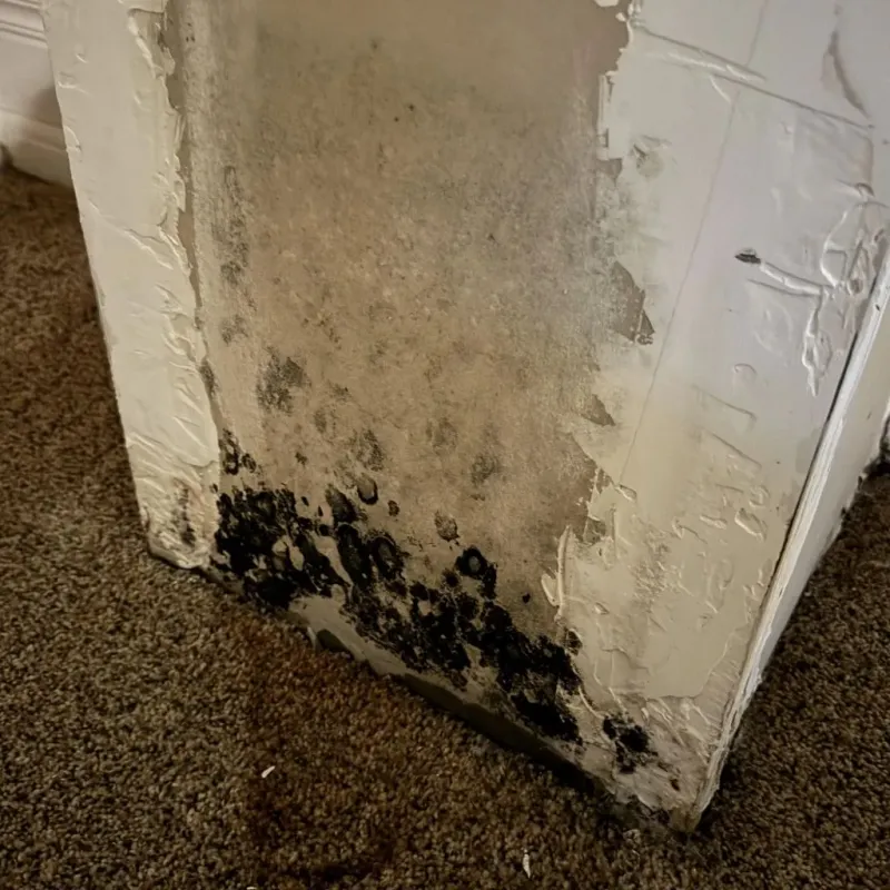 Professional Mold Removal in Rockaway, NJ